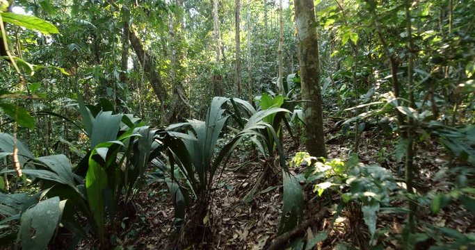 Walking off trail through dense Amazonian rainforest. With sun glinting through the trees. Pristine rainforest near Rio Tiputini, Orellana province, Ecuador