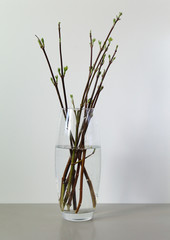 
vase branches