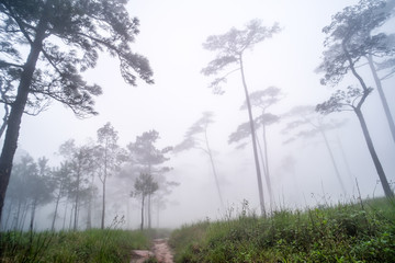 Obraz na płótnie Canvas Pine forest in the rainy season in northern Thailand