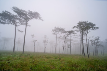 Pine forest in the rainy season in northern Thailand