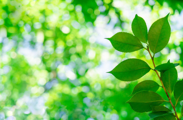 Fototapeta na wymiar fresh green leaf of camellia tree in summer