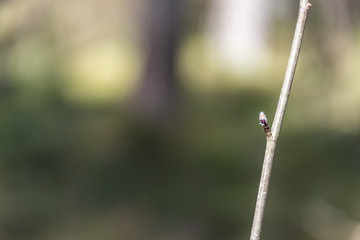 First Buds on a Bush in Spring
