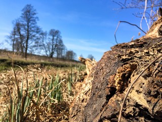 dead tree in the field