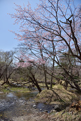 Obraz premium River in the cherry blossoms