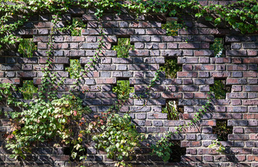 Ivy is growing through holes in the background of red bricks.