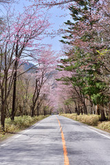 Fototapeta premium Road in the cherry blossoms 