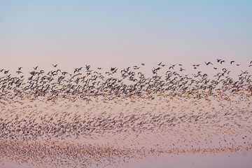 Flock of flying seagulls in the sunset sky