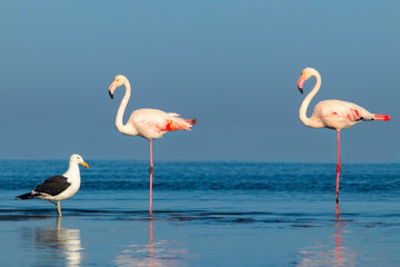 Fototapeta na wymiar Two large flamingos and one seagull walk on a blue lagoon on a sunny morning