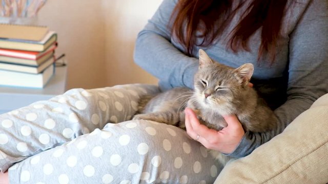 Woman stroking and cuddling grey cat on bed. Kitten washes and yawns on girl’s knees. Happy pet at home.