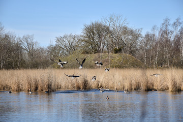 Flying Greylag Geese in a small pond