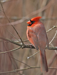 Cardinal on a tree branch