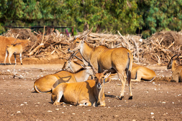 Naklejka na ściany i meble Herd of antelopes