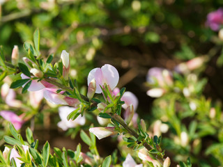 (Chamaecytisus purpureus) Rameaux vert et lisses du genêt ou cytise pourpre garnis de feuilles...