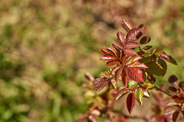 Young rose leaves in the sunlight. A blurred background on the left can be a place for text