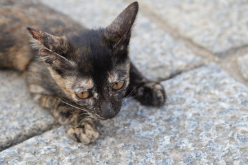 cute cat, pet, black fur