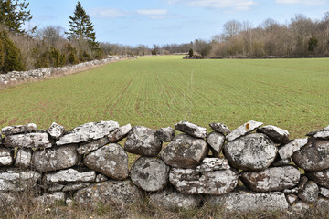 Dry stone wall by a farmers field