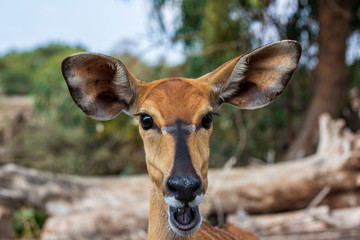 Antelope Head with Big Ears