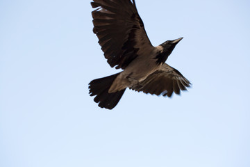 black vulture in flight