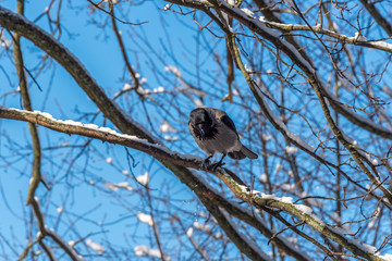 Black Headed Crow in A Tree with Snow on a Sunny Day