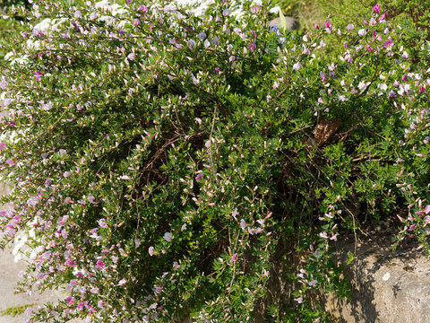 Chamaecytisus purpureus ou Cytisus purpureus | Genêt pourpre ou cytise pourpre aux rameaux vert et lisses, jonciforme, couverts en cascades de fleurs papillonacées roses pourprées