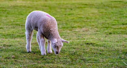 Obraz na płótnie Canvas Young Lamb in field smelling / eating the grass