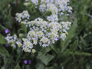Lepidium draba, the whitetop or hoary cress or Thanet cress in the organic garden. Whitetop is a perennial herb. Nature concept.Blurred background.