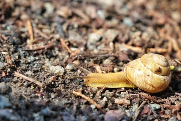 a snail in a shell creeps on the ground