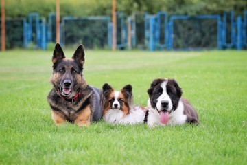 three dogs lie on the grass