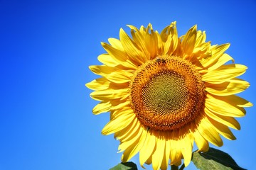yellow sunflower on a background of blue sky