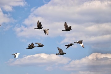 flock of pigeons letin against the sky