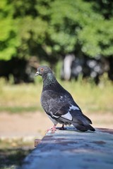 a dove sits on the edge of a bench