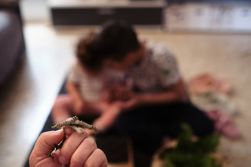 children playing at home with worms, feeding him mulberry leaves and changing his box