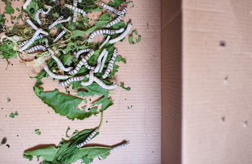 children playing at home with worms, feeding him mulberry leaves and changing his box