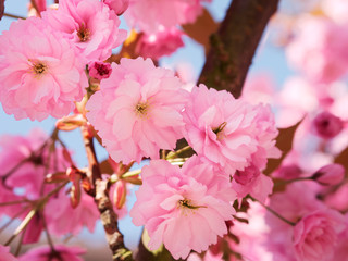 Fototapeta na wymiar Pink cherry flowers blooming in spring.