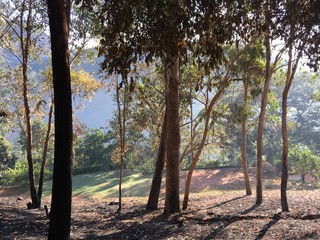 Na sombra das árvores