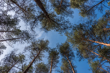 Looking up to the Sky through the Tall Trees