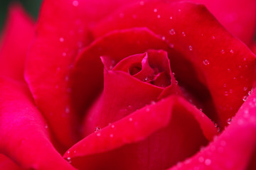 水滴が美しい真紅のバラのクローズアップ（Christian Dior)