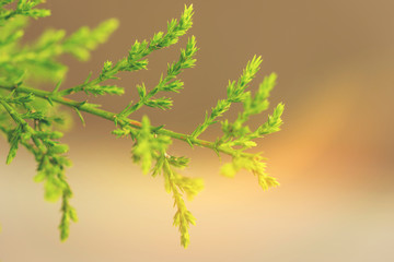 Macro of cypress tree branch in the hedge in garden