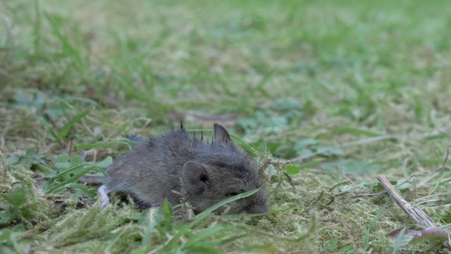 A dying Mouse lays in the Gras