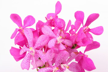 Pink orchids on white background