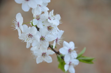 flowers or cherry blossom close-up and from