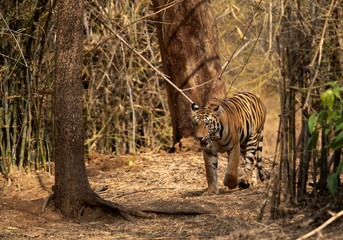 Tiger coming out from bamboo forest at Tadoba Andhari Tiger Reserve, India