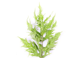 Green leaf isolated on a white background
