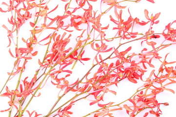 Red fresh orchid flower on white background