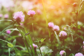 Summer time. Blooming clover on the background of a sunny sunset.