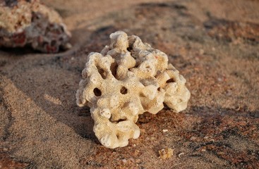 stone coral lies on the sand by the sea.