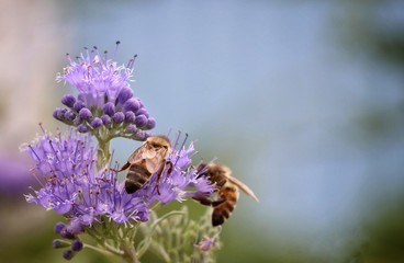 2 bees collect nectar