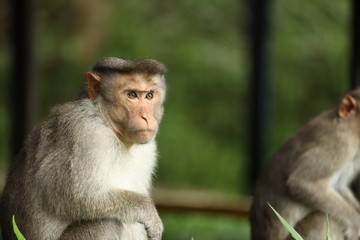 Thinking Monkey 