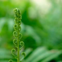 beautiful green fern leaf  closeup