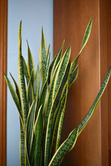 Sanseviera plant or also called snake plant, indoor and outdoor plant of green color with yellow stripes